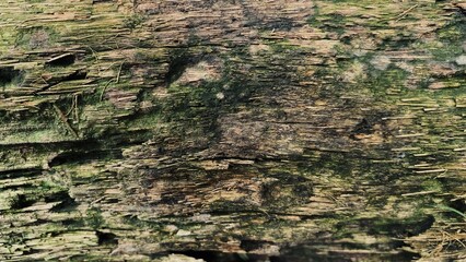 Close up wood texture for Background. Rotten driftwood.