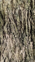 Close up wood texture for Background. cracked surface.