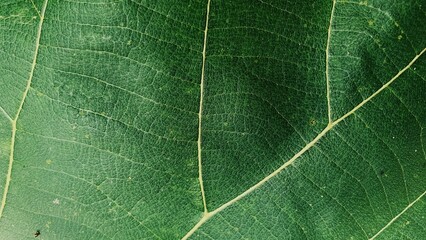 Green Leaf Texture background. Shiny vintage green leaf.