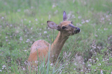 White Tailed Doe on a Summer Day