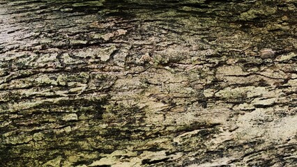 Close up wood texture for Background. vintage bark texture.
