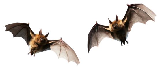 PNG Flying bats in white background