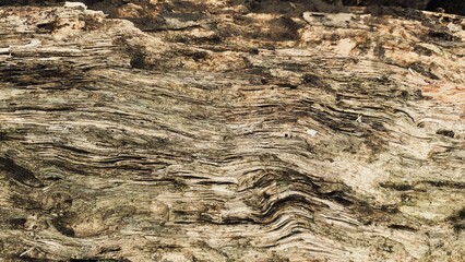Close up wood texture for Background. aged crack textured.