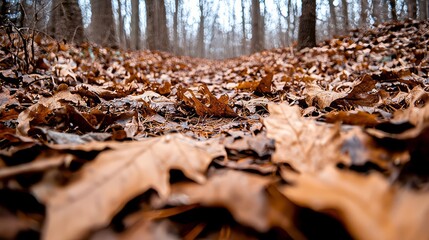 Obraz premium Autumn path through fallen leaves, forest floor perspective