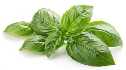 Fototapeta premium Fresh basil leaves isolated on white background