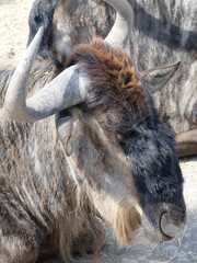 Fototapeta premium Close-up of a blue wildebeest resting on the ground, showcasing its impressive horns and shaggy coat