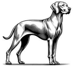 Hand drawn cute Vizsla in full-body, vector sketch isolated on white background, SVG vector