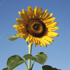Bright sunflower blooming against a clear blue sky, showcasing vibrant petals and green leaves