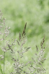 Delicate wild grass swaying in sunlit green meadow. Soft natural bokeh in background, tranquil and lightness nature scene. Texture of grass blades and seed heads creating dreamy, minimal aesthetic