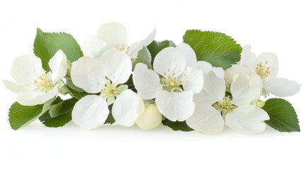 Fototapeta premium Delicate White Apple Blossoms with Fresh Green Leaves on White Background