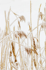 Fototapeta premium Snow-Covered Pampas grass outdoor, white brown trend color. Winter season beauty as minimal nature. Dry reeds patterns boho style, natural botanical design photo, icy texture on frozen plants