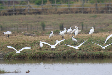 Spoonbills and Egrets Gather by a Pond in Hong Kong
