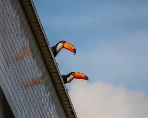Two toucans of the species Ramphastos toco perched on a building that reflects them on the smooth ceramic wall with blue sky and white cloud

