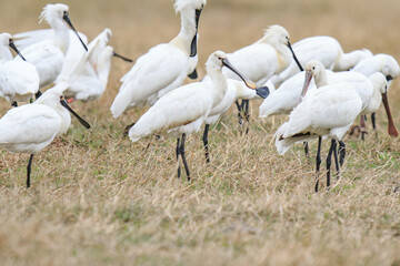 Flock of Black-Faced Spoonbills and Eurasian spoonbills in Natural Habitat, Mai Po Natural Reserve, Hong Kong