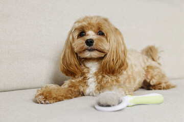 Cute dog and brush with pet's hair on sofa, selective focus