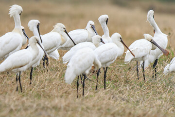 Flock of Black-Faced Spoonbills and Eurasian spoonbills in Natural Habitat, Mai Po Natural Reserve, Hong Kong