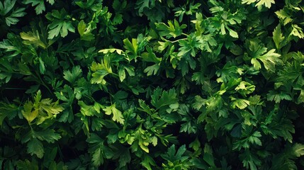 Close-Up Perspective of Fresh Parsley Leaves in Vibrant Detail