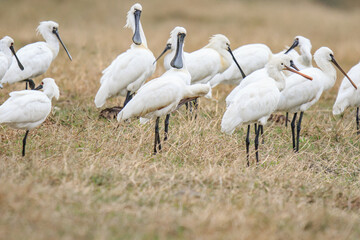 Flock of Black-Faced Spoonbills and Eurasian spoonbills in Natural Habitat, Mai Po Natural Reserve, Hong Kong