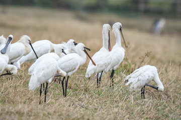 Flock of Black-Faced Spoonbills and Eurasian spoonbills in Natural Habitat, Mai Po Natural Reserve, Hong Kong