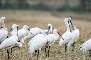 Obraz premium Flock of Black-Faced Spoonbills and Eurasian spoonbills in Natural Habitat, Mai Po Natural Reserve, Hong Kong