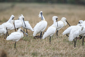 Flock of Black-Faced Spoonbills and Eurasian spoonbills in Natural Habitat, Mai Po Natural Reserve, Hong Kong