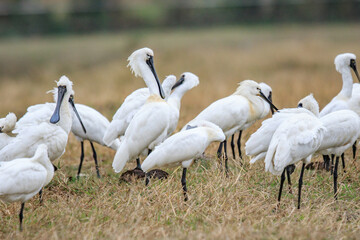 Flock of Black-Faced Spoonbills and Eurasian spoonbills in Natural Habitat, Mai Po Natural Reserve, Hong Kong