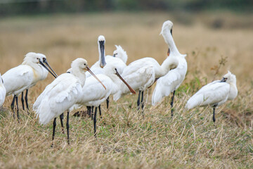 Flock of Black-Faced Spoonbills and Eurasian spoonbills in Natural Habitat, Mai Po Natural Reserve, Hong Kong