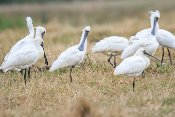 Flock of Black-Faced Spoonbills and Eurasian spoonbills in Natural Habitat, Mai Po Natural Reserve, Hong Kong