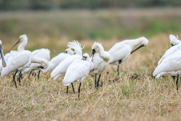 Flock of Black-Faced Spoonbills and Eurasian spoonbills in Natural Habitat, Mai Po Natural Reserve, Hong Kong