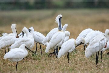 Flock of Black-Faced Spoonbills and Eurasian spoonbills in Natural Habitat, Mai Po Natural Reserve, Hong Kong