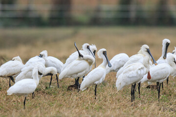 Flock of Black-Faced Spoonbills and Eurasian spoonbills in Natural Habitat, Mai Po Natural Reserve, Hong Kong