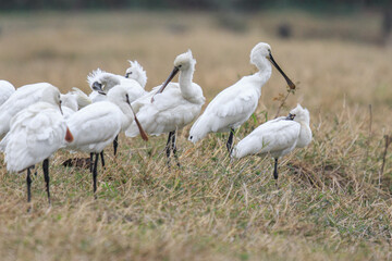 Flock of Black-Faced Spoonbills and Eurasian spoonbills in Natural Habitat, Mai Po Natural Reserve, Hong Kong