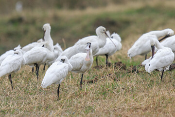 Flock of Black-Faced Spoonbills and Eurasian spoonbills in Natural Habitat, Mai Po Natural Reserve, Hong Kong