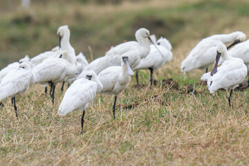 Flock of Black-Faced Spoonbills and Eurasian spoonbills in Natural Habitat, Mai Po Natural Reserve, Hong Kong