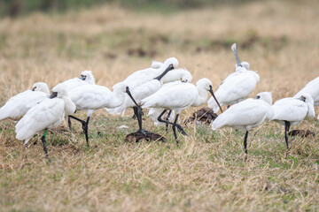 Flock of Black-Faced Spoonbills and Eurasian spoonbills in Natural Habitat, Mai Po Natural Reserve, Hong Kong