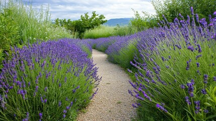Fototapeta premium Winding Path Through Peaceful Lavender Garden in Serene Setting