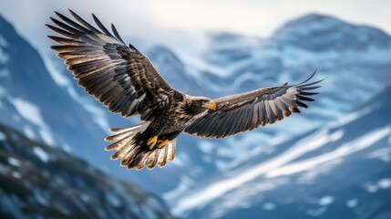 Eagle soaring mountains wildlife nature freedom majestic flight