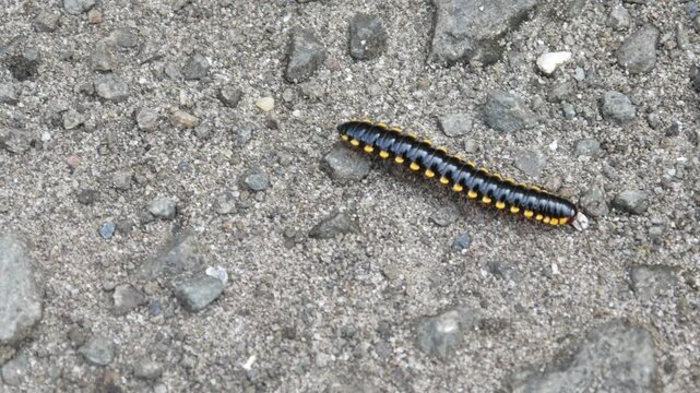 Yellow spotted millipede (Harpaphe haydeniana) on asphalt road