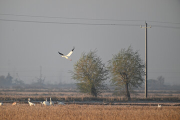 white storks in flight