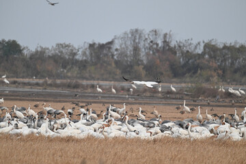 seagulls on the beach