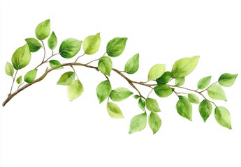 Obraz premium Green Leaves on a Branch with Delicate Texture and Fresh Colors