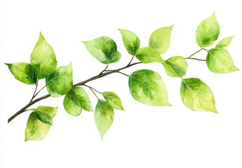Fototapeta premium Fresh Green Leaves on Branch in Watercolor Style Artwork