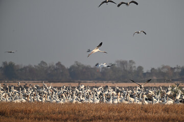 Obraz premium flock of birds