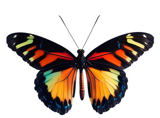 Obraz premium A Colorful Butterfly – Top View with Left-Right Symmetry