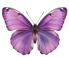 A Colorful Butterfly – Top View with Left-Right Symmetry