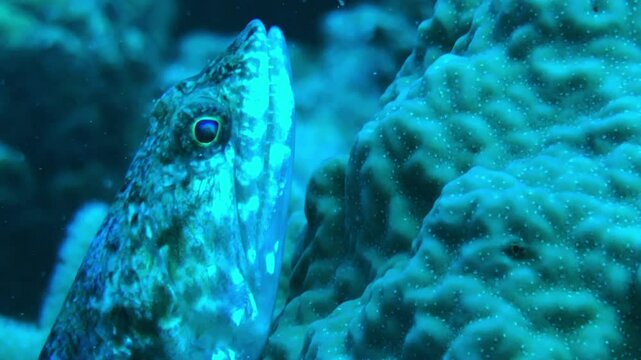 lizardfish resting on the coral reef