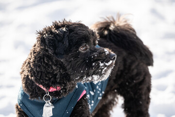 Side-view of Little Havanese Puppy in the Snow