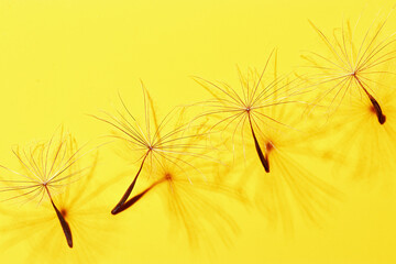 Macro texture nature pattern of seeds of dandelion flower, natural botanical still life with plant, shadow at sunlight. Natural textured background or wallpaper. Yellow color, beauty of nature