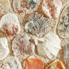 Minimal aesthetic seashells pattern on beige sand, natural sea oceanic and summer textured background, summer relaxation, top view photo with delicate pastel colored shell, rest beach wallpaper