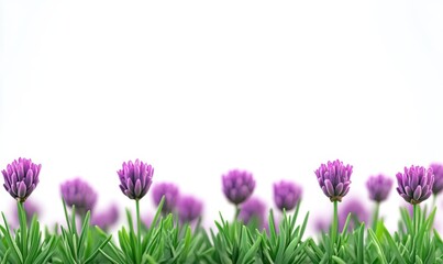 Fototapeta premium A serene field of vibrant lavender flowers blooming under a clear sky, evoking tranquility